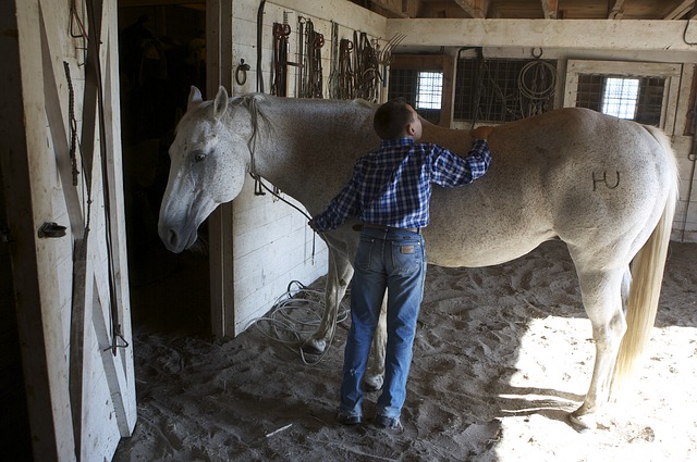 animal-assisted therapy