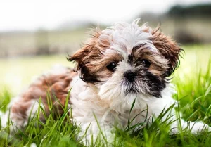 seniors need dogs