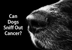 sniff out cancer