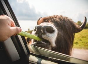 Fresh Celery Month