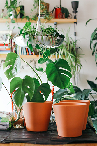 Top Air Purifying Plants For Your Home
