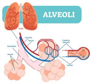 How Covid-19 Attacks the Lungs