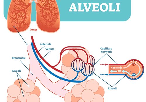 How Covid-19 Attacks the Lungs