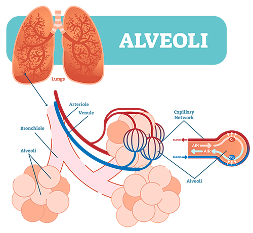 How Covid-19 Attacks the Lungs