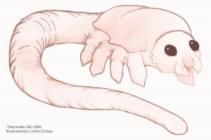An artistic rendering of the infamous Demodex skin mite.