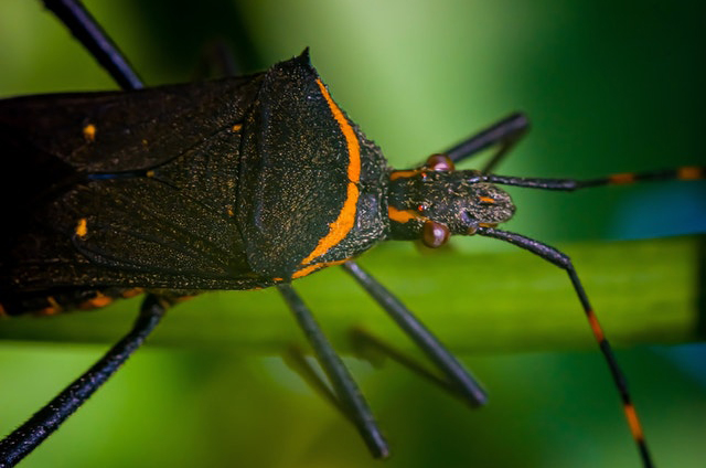 The kissing bug carries disease-causing parasites that are incredibly harmful to the human body. Photo by Macro on Pexels. 