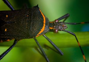 The kissing bug carries disease-causing parasites that are incredibly harmful to the human body. Photo by Macro on Pexels.