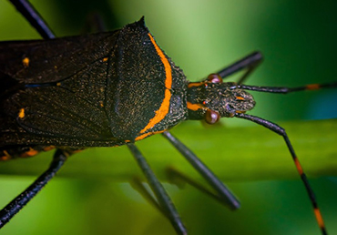 The kissing bug carries disease-causing parasites that are incredibly harmful to the human body. Photo by Macro on Pexels.