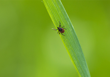 Ticks can spread the blood parasite known as Babesia