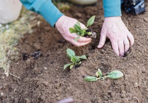 gardening