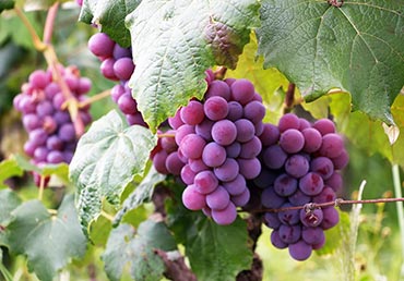 Four bunches of purple grapes hang on a vine.